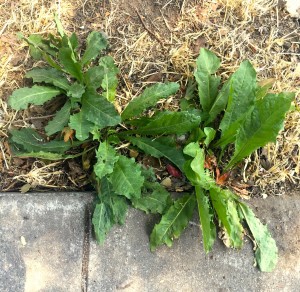 Dandelion greens growing on a Berkeley, CA sidewalk. When foraging for dandelion greens, it’s best to look for young, big leaves, typically without any flowers. 